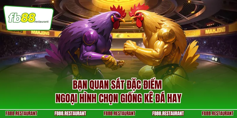 Bạn quan sát đặc điểm ngoại hình chọn giống kê đá hay
