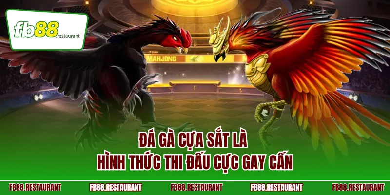 Đá gà cựa sắt là hình thức thi đấu cực gay cấn