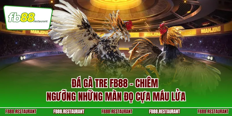 Đá gà tre FB88