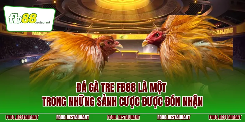 Đá gà tre FB88 là một trong những sảnh cược được đón nhận