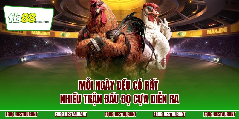 Mỗi ngày đều có rất nhiều trận đấu đọ cựa diễn ra 